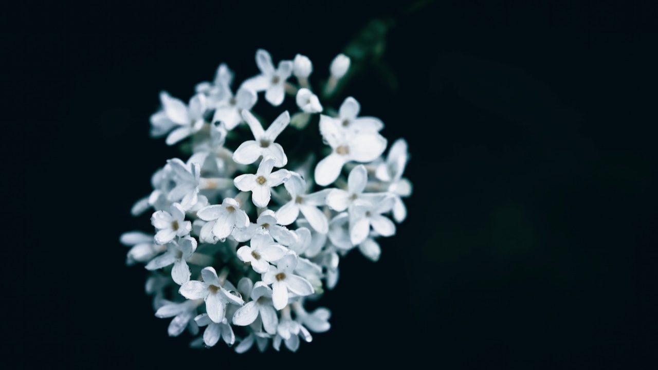 Photo by Wyxina Tresse on Unsplash